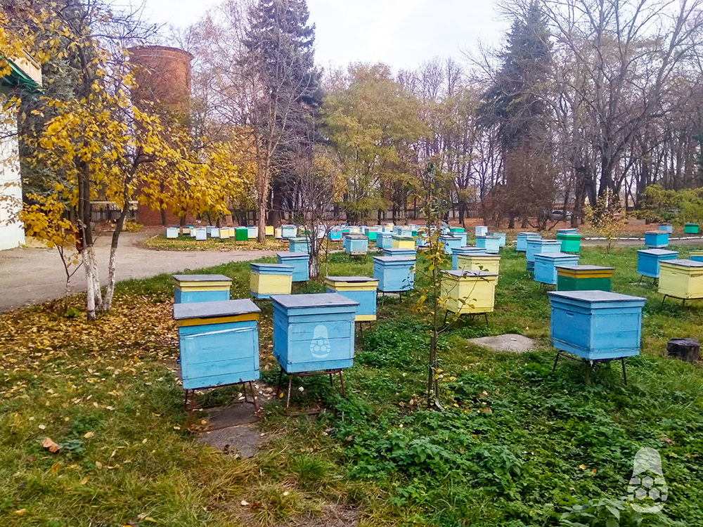 Пасека рядом с музеем пчеловодства, расположенный в г. Рыбное, Рязанской области