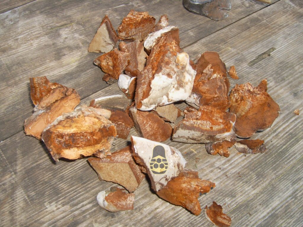 сушка древесного гриба