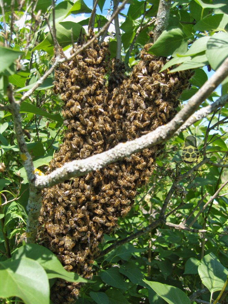 рой пчёл на дереве